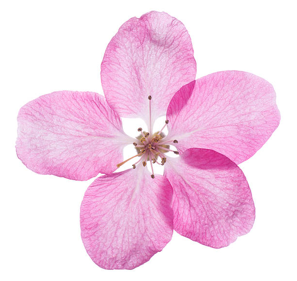 istock Pink apple blossom isolated on a white background 473149070