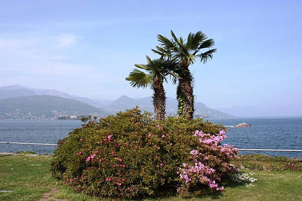 Spring azaleas and palm trees on Lake Maggiore in Stresa Italy under blue skies on a beautiful day.