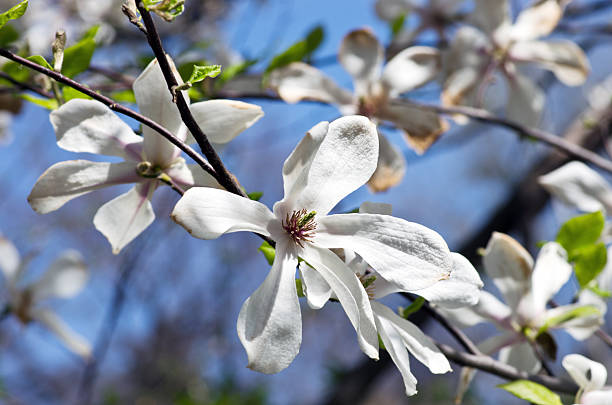 istock Beautiful Flowers of a Magnolia Tree 473149360