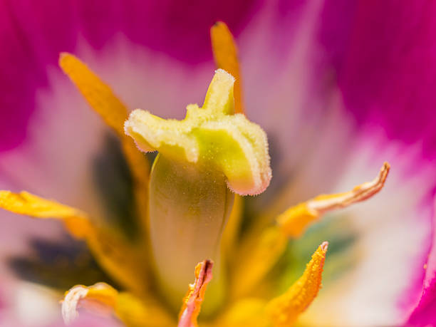 istock inside of pink tulip 04 473152356