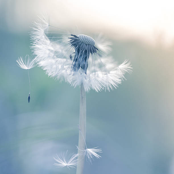 istock Dandelion against sunset in the background 473152490