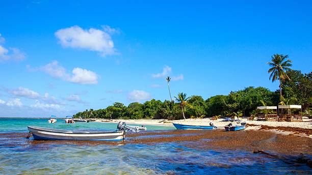 istock Caribbean beach in Dominican Republic 473152960