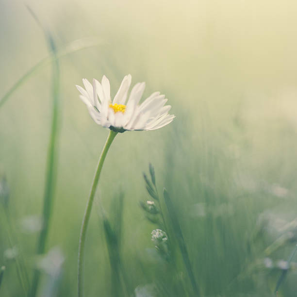 istock Daisy flower in the field 473153302