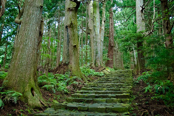 Wakayama Prefecture, Nachi Taisha, Kumano Kodo, Japan:  Nachi Taisha was one of the main destinations of the Kumano Kodo pilgrimage routes via a hike up the Daimon-zaka. The route, paved with stone and lined with massive evergreens, leads 600 meters up to the the gates of Nachi Taisha.