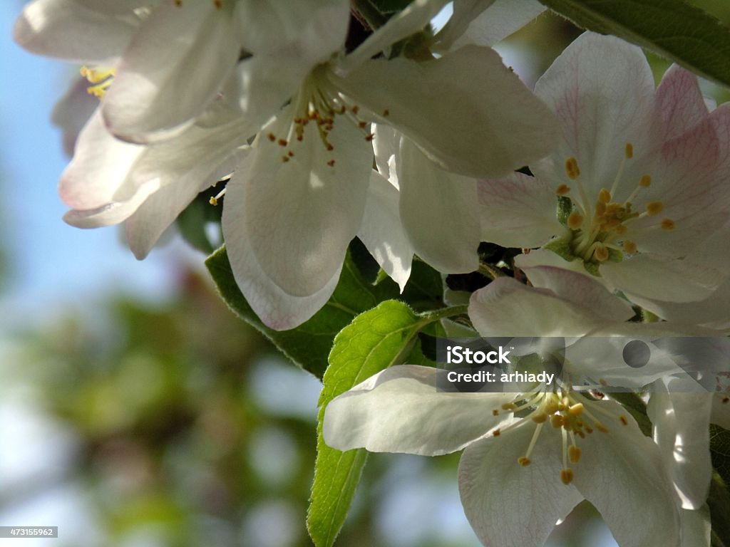 Apple blossom Apple blossom in spring with blue sky background. Flower petals are white with pink tints. Rough and dark branches of the apple contrasts very nicely with delicate white flowers. Apple blossom close-up. Shallow depth of field. Copy space 2015 Stock Photo