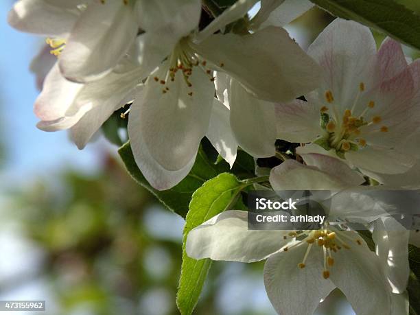 Apple Blossom Stock Photo - Download Image Now - 2015, Apple Blossom, Apple Tree