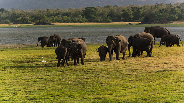 istock Elephants of Sri Lanka 473156898