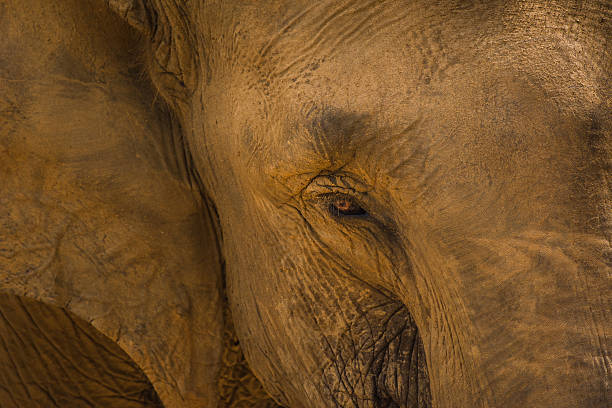 close-up portrait of a шри-ланки слон - sri lankan elephants стоковые фото и изображения