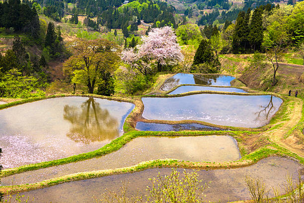 istock Cherry blossoms of terraced rice fields 473157460