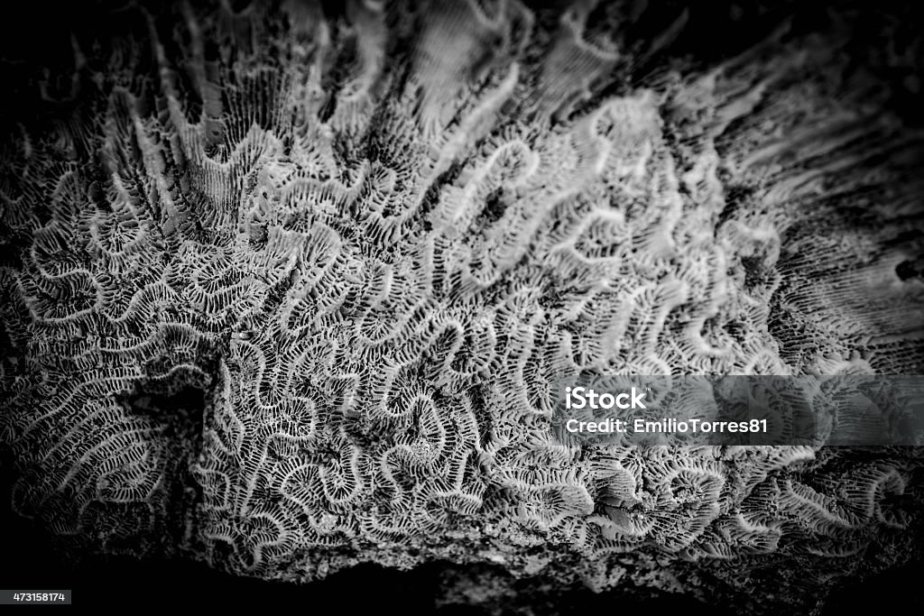 Black and white coral 2015 Stock Photo