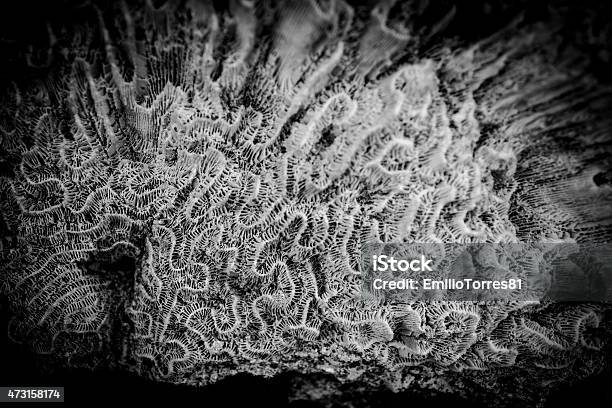 Black And White Coral Stock Photo - Download Image Now - 2015, Black And White, Dirty