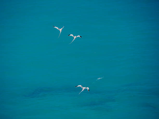 White-tailed tropicbirds (Phaethon lepturus), birds in flight