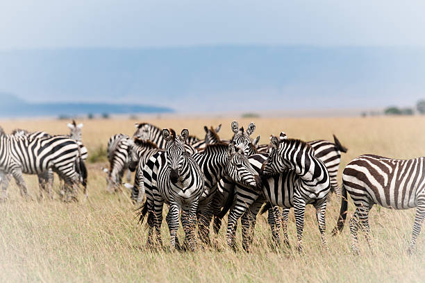 istock Zebra in the Savanna of Kenya 473158656