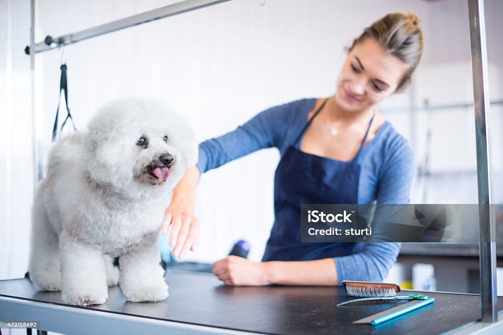 female dog groomer brushing a  bichon frise dog a teenage female dog groomer is drying the hair of a bichon frise dog in a grooming parlour. She is wearing an apron , holding an iron and is smiling at the dog . Animal Groomer Stock Photo