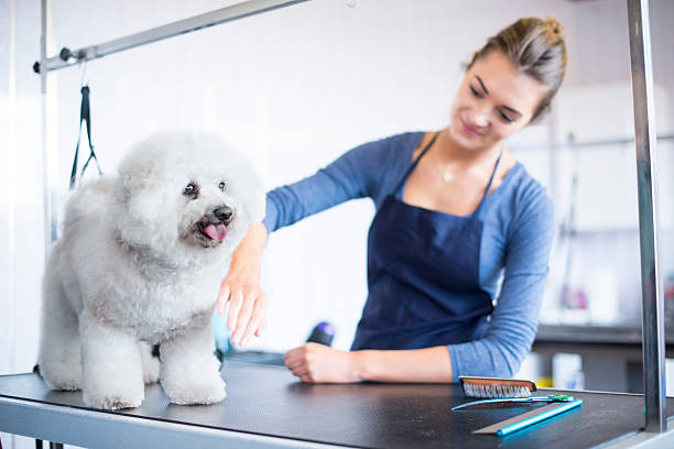 female dog groomer brushing a  bichon frise dog a teenage female dog groomer is drying the hair of a bichon frise dog in a grooming parlour. She is wearing an apron , holding an iron and is smiling at the dog . pet grooming salon stock pictures, royalty-free photos & images