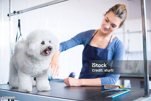 Female Dog Groomer Brushing A Bichon Frise Dog Stock Photo - Download Image Now - Animal Groomer, Pets, Pet Grooming Salon