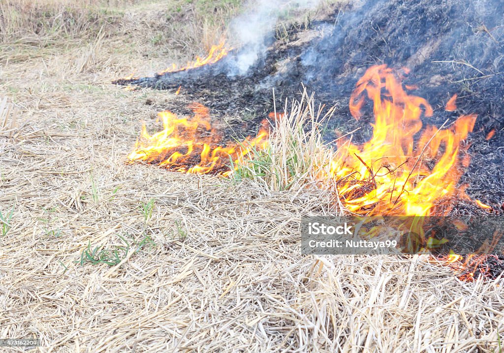 Fire cornfield Rice stubble Fire in the field. 2015 Stock Photo