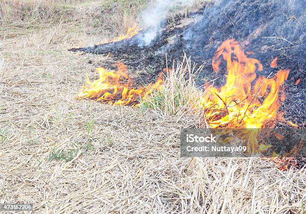 Fire Cornfield Stock Photo - Download Image Now - 2015, Agricultural Field, Agriculture