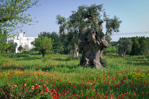 Agricultural field and white farmhouse far,turf with poppies and olive tree at the sunlight in Puglia land.