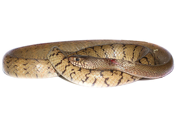 istock Indochinese rat snake 473163094