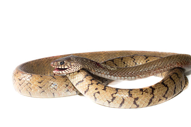 istock Indochinese rat snake 473163096