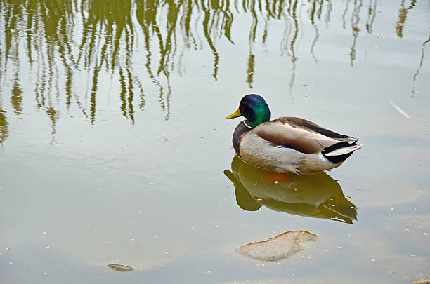 istock Mallard duck on reflective pond 473163592