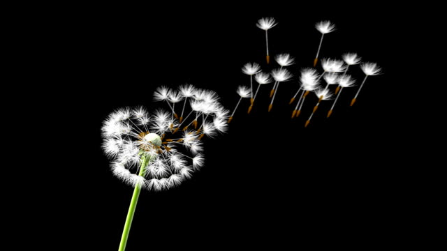 Dandelion on a blue background