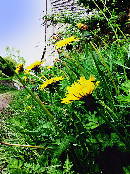 국가 소로 - grass shoulder rural scene road wildflower 뉴스 사진 이미지