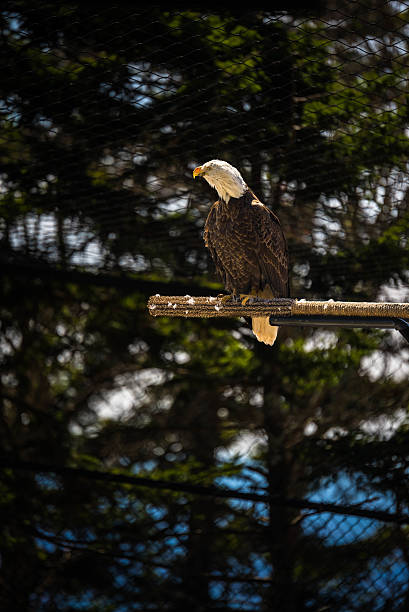 águia americana - north america bald eagle portrait vertical - fotografias e filmes do acervo