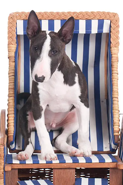 Cute bullterrier puppy sitting in beach chair isolated