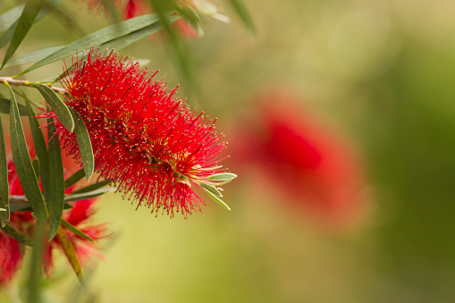 Beautiful Australian native Callistemon, bright red and creamy background.