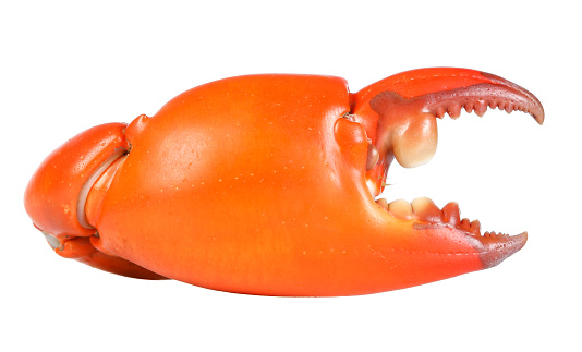 Boiled claw crab at corner. Isolated on white background