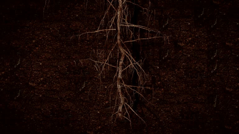 Root growing underground HD