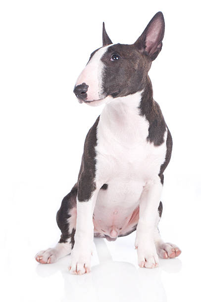 istock cute bullterrier puppy sitting isolated 473168174