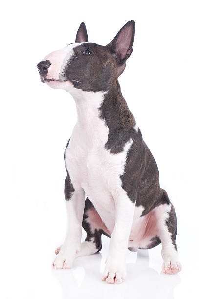 istock cute bullterrier puppy sitting isolated 473168252