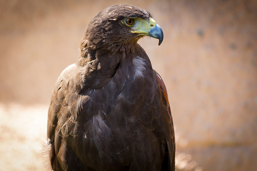 a golden eagle on a perch on a\nmountain