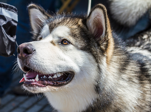 Portrait of Alaskan Malamute