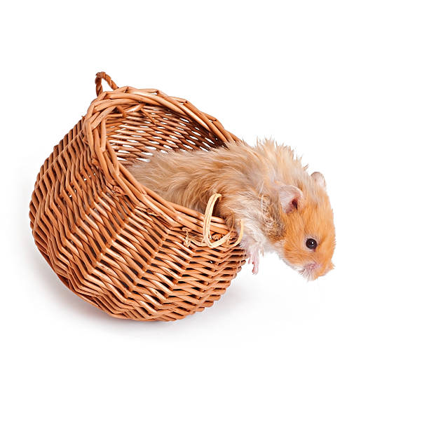 istock Hamster in a basket isolated on a white background 473169584