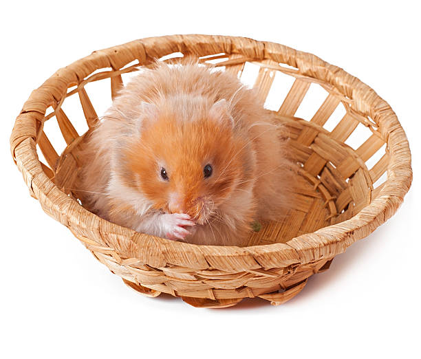 istock Hamster in a basket isolated on a white background 473169588