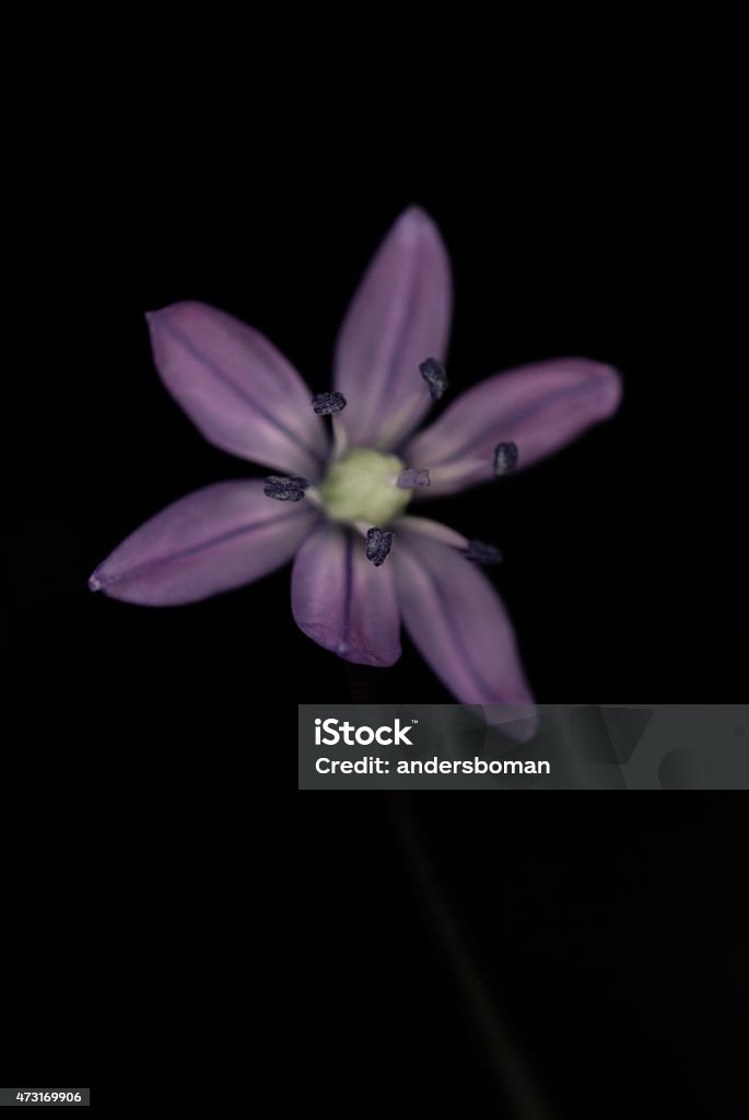 scyila scilla siberica in different color 2015 Stock Photo