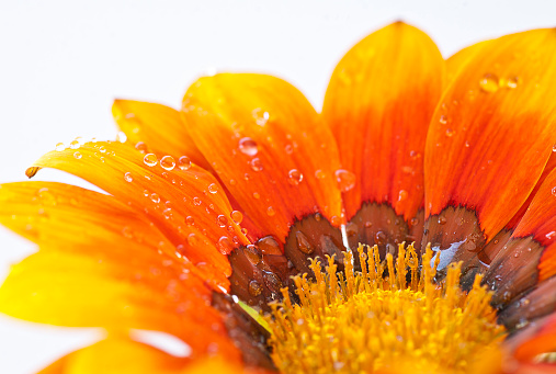 Gazania (commonly called daisies) flower with water drops.