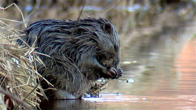 Beaver washes.