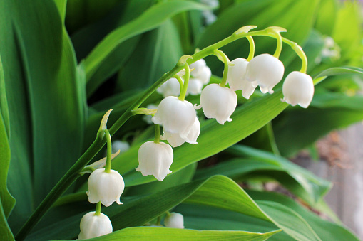 A DSLR photo of Lily-Of-The-Valley (Convallaria Majalis) - bouquet of forest flowers on a beautiful defocused lights bokeh background.