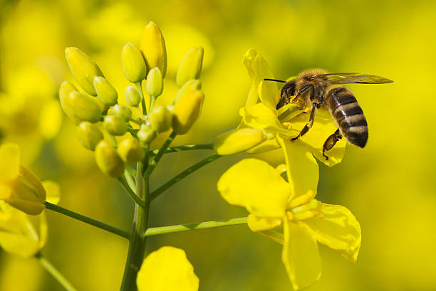 Working bee Outdoor photo of working bee on canola plant. canola growth stock pictures, royalty-free photos & images