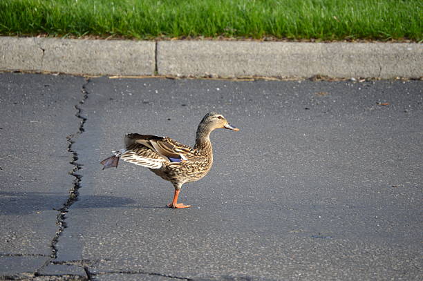 Dancing Duck Mallard hen "dancing" on central Ohio street. jtmcdaniel stock pictures, royalty-free photos & images