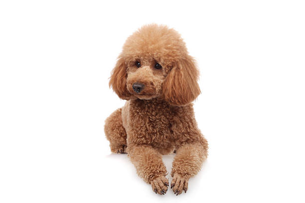 istock Apricot poodle puppy (1year) 473173878