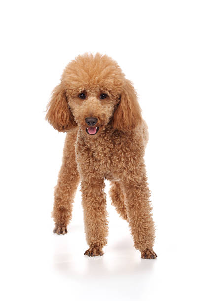 istock Apricot poodle puppy (1year) 473173880