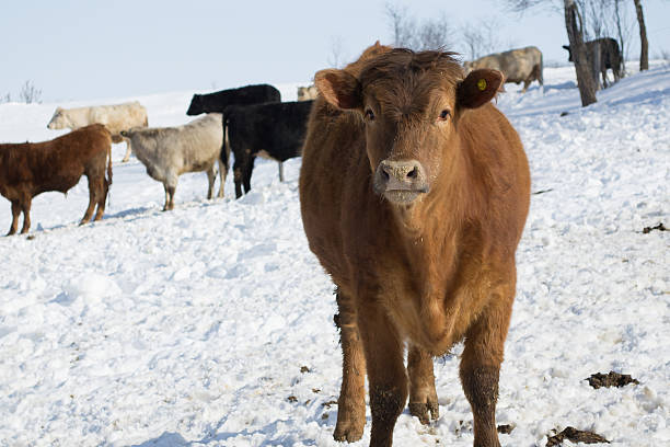 istock Cattle on the Farm in Winter 473174320