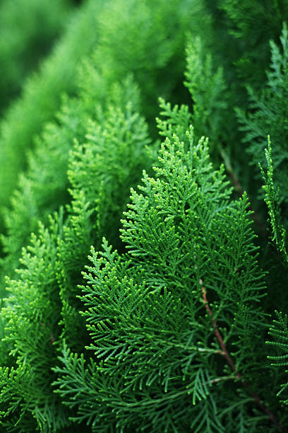 Cypress Tree Cypress Tree chamaecyparis stock pictures, royalty-free photos & images