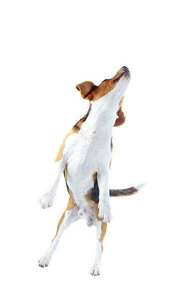 istock Beagle dog isolated on white 473175750